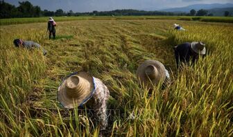 Siêu El Niño có thể gây cú sốc tăng giá lương thực toàn cầu đến năm 2028