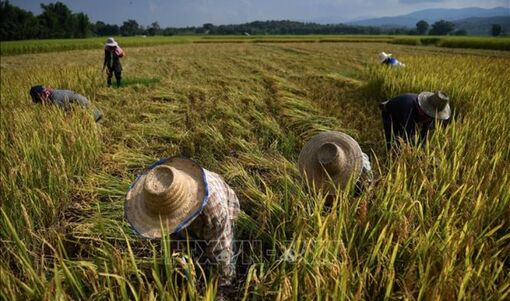 Siêu El Niño có thể gây cú sốc tăng giá lương thực toàn cầu đến năm 2028