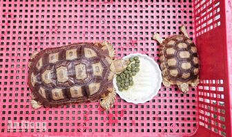 Người dân tự nguyện giao nộp nhiều động vật hoang dã