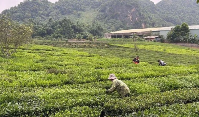 Tổ chức lại quy trình, hình thành chuỗi sản xuất bền vững