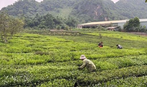 Tổ chức lại quy trình, hình thành chuỗi sản xuất bền vững