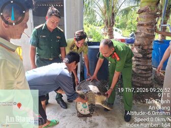 Thả một cá thể vích về biển