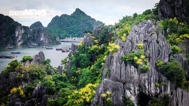 Ngắm vách đá triệu năm của vịnh Hạ Long 'nở hoa' tuyệt đẹp