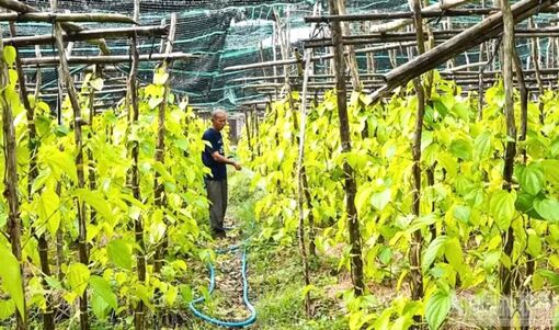 Liên kết sản xuất nâng cao thu nhập nông dân