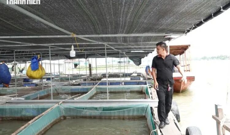 Bè nuôi cá thành điểm du lịch "triệu view", chàng trai miền Tây thu nhập tiền tỉ