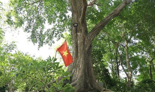 Thâm trầm di tích Gò Cây Tung