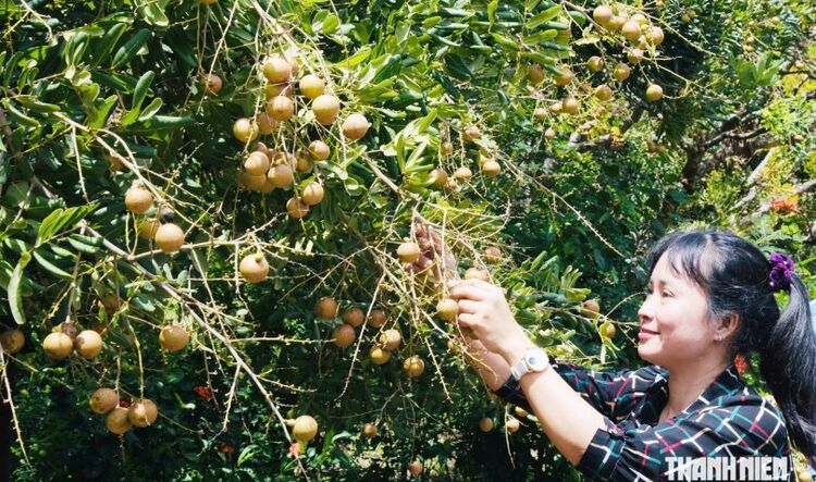 Khám phá vườn nhãn cổ hơn 100 năm tuổi độc đáo bậc nhất miền Tây
