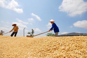 Giá lúa gạo hôm nay 24/7: Lúa ổn định, gạo thơm Jasmine ở chợ tăng