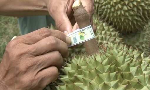 Mã số vùng trồng: Từ "giấy thông hành" đến nền tảng nông nghiệp bền vững