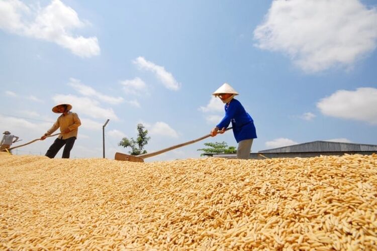 Giá lúa gạo hôm nay 24/7: Lúa ổn định, gạo thơm Jasmine ở chợ tăng