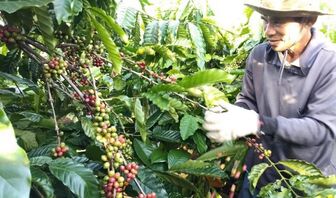 Thị trường nông sản tuần qua: Giá càphê giảm, gạo xuất khẩu chịu áp lực