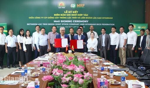 Lộc Trời Seeds bắt tay Liên đoàn Lúa gạo Myanmar phát triển chuỗi giá trị lúa gạo bền vững
