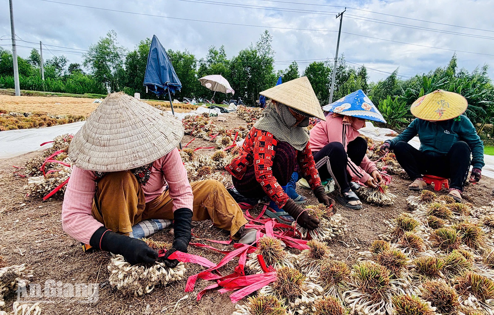 Nông dân xã Vĩnh Gia được mùa kiệu