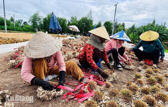 Nông dân xã Vĩnh Gia được mùa kiệu