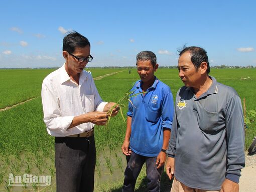 Nông dân An Giang tăng lợi nhuận nhờ canh tác lúa "thuận thiên"