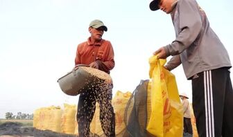 Khách mua gạo Việt Nam mở toang cửa nhập khẩu để ứng phó siêu El Nino