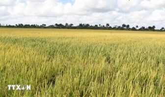 Việt Nam bàn giao gạo sản xuất tại Cuba cho đối tác