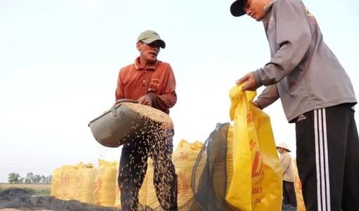 Khách mua gạo Việt Nam mở toang cửa nhập khẩu để ứng phó siêu El Nino