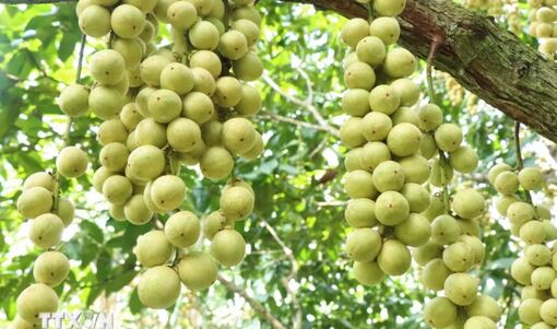 Mùa dâu Hạ Châu - trái cây đặc sản của vùng đất Tây Đô