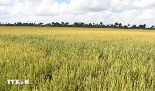 Việt Nam bàn giao gạo sản xuất tại Cuba cho đối tác