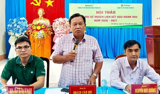 Nông dân xã Óc Eo mở rộng diện tích đậu nành rau nhờ hiệu quả liên kết