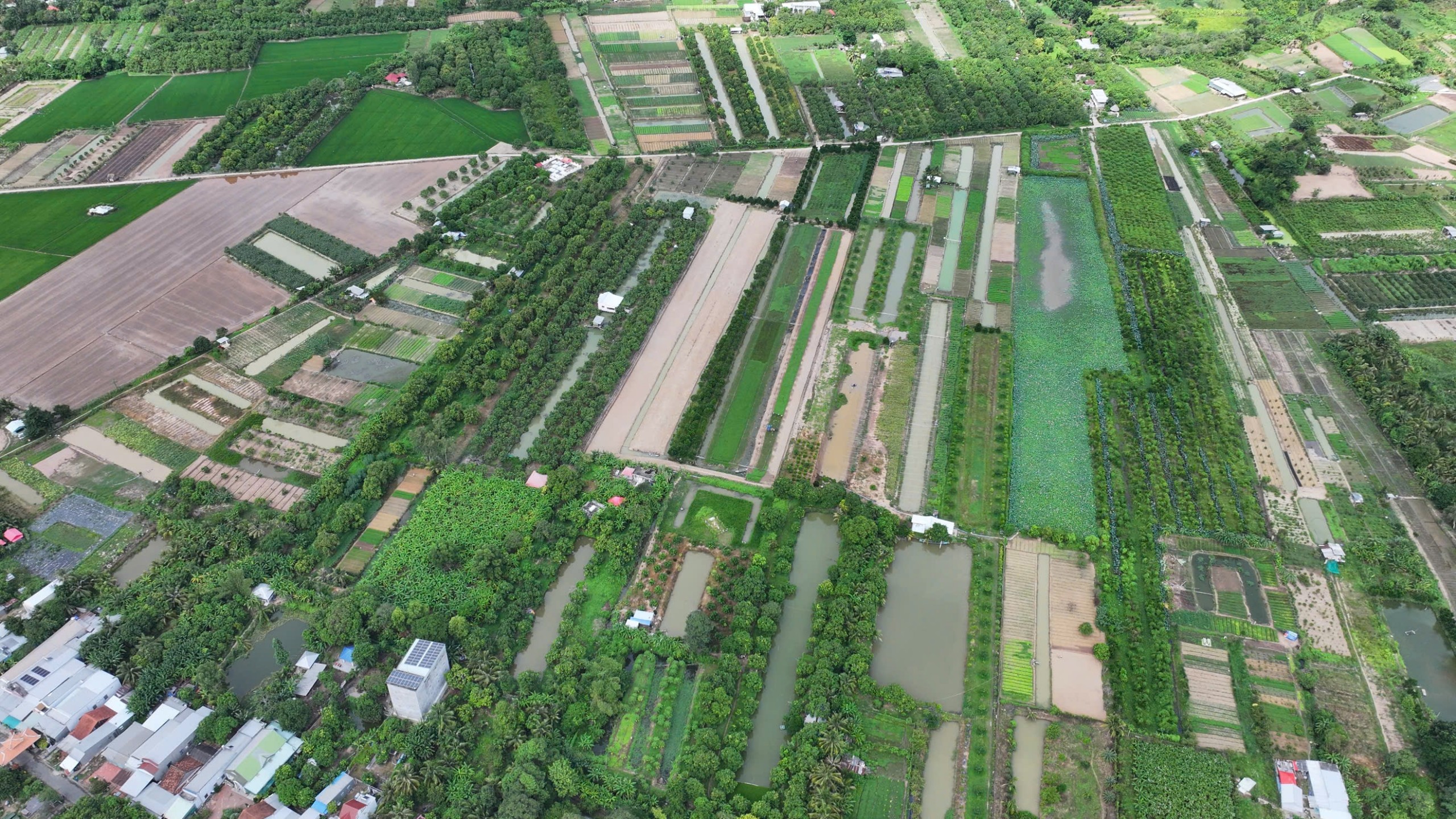 Trên quê hương Mỹ Hoà Hưng. Ảnh: THÀNH CHINH