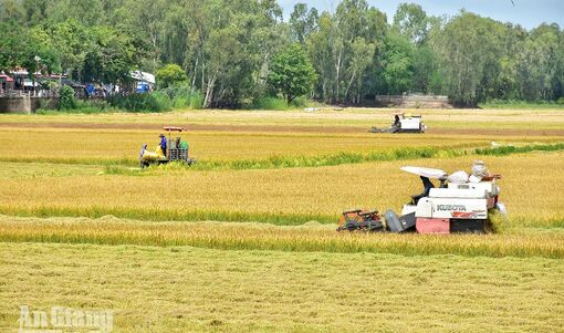 Đảm bảo chắc thắng vụ lúa hè thu năm 2026
