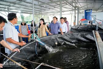 Phó Bí thư Tỉnh ủy An Giang Trần Thị Thanh Hương khảo sát các mô hình nông nghiệp hiệu quả