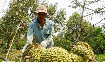 Trung Quốc nhập hơn 1 triệu tấn sầu riêng, Việt Nam là nguồn cung lớn thứ 2