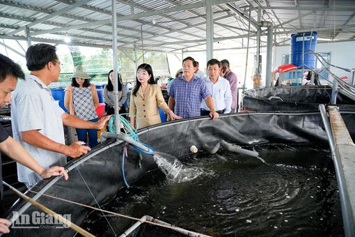 Phó Bí thư Tỉnh ủy An Giang Trần Thị Thanh Hương khảo sát các mô hình nông nghiệp hiệu quả