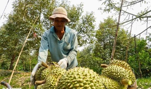 Trung Quốc nhập hơn 1 triệu tấn sầu riêng, Việt Nam là nguồn cung lớn thứ 2
