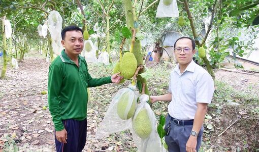 Mở lối mới cho cây ăn trái ở Vĩnh Thạnh Trung
