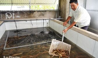 Tìm đầu ra cho lươn thương phẩm