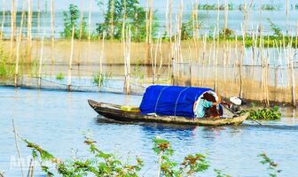 Mùa nước nổi - từ cánh đồng đến bữa cơm miền Tây