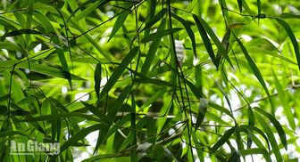 Tầm vông Bảy Núi: Mùa xanh và sinh kế vùng sơn cước