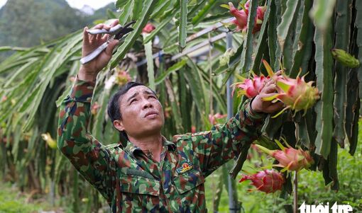 EU sắp siết dư lượng nhiều thuốc bảo vệ thực vật, nông dân, doanh nghiệp xuất khẩu nông sản cần lưu ý gì?1