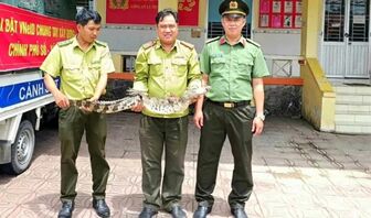 Đi giăng lưới bất ngờ bắt dính cá sấu