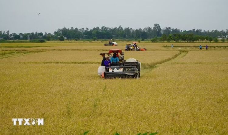 Nông dân Đồng Tháp tất bật thu hoạch lúa, chuẩn bị đón mùa nước nổi
