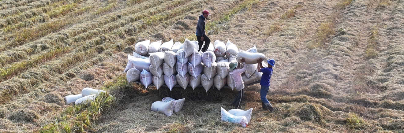 Trên cánh đồng tứ giác Long Xuyên. Ảnh: THÀNH CHINH