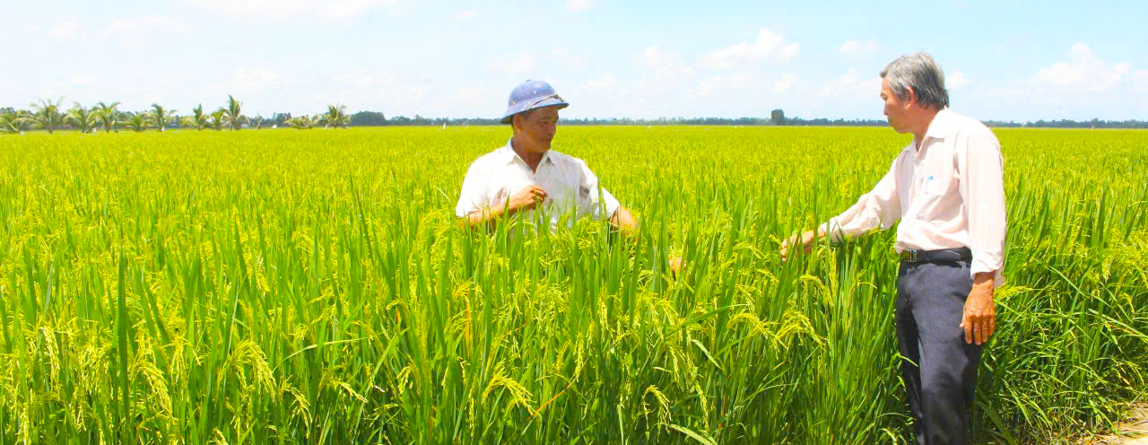 Trên cánh đồng xã Núi Cấm (An Giang). Ảnh: MINH HIỂN