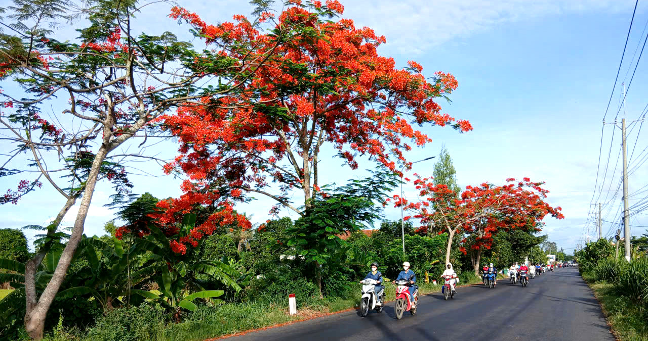 Trên một con đường ở An Giang. Ảnh: MINH HIỂN