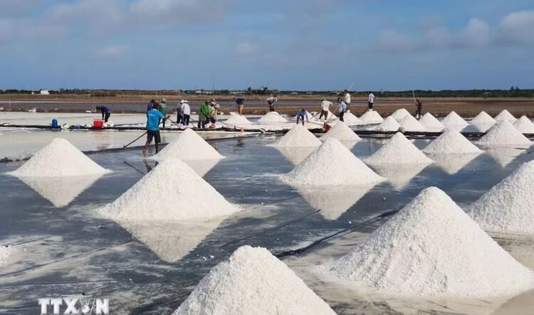 Nghề muối ở Bạc Liêu: Từ nghề truyền thống đến di sản văn hóa phi vật thể quốc gia