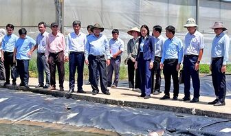 Không chạy theo diện tích khi thực hiện Đề án 1 triệu ha lúa