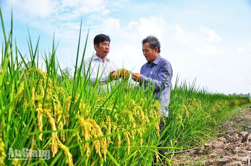 Giá điện gây áp lực cho hợp tác xã trồng lúa