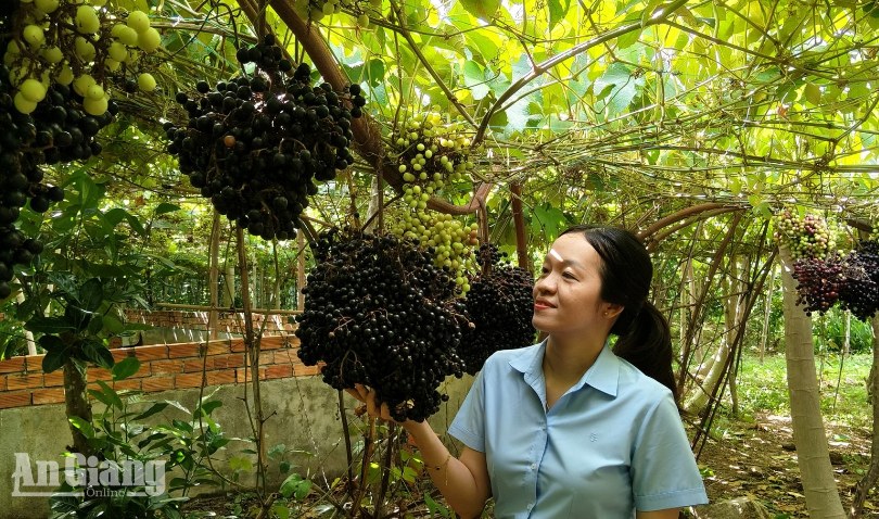 Lão nông Núi Cấm thuần dưỡng nho rừng, mở vườn đón khách
