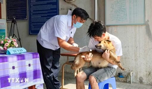 Bộ Y tế: Tăng cường giám sát, hạn chế thấp nhất ca tử vong do bệnh dại