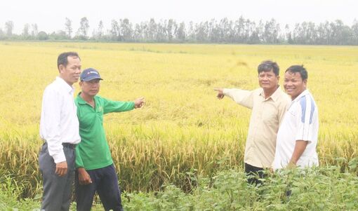 Nông dân Thoại Sơn làm lúa chất lượng cao