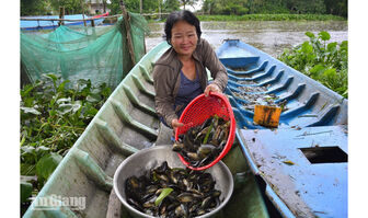 Sau mưa, nông dân kiếm thêm