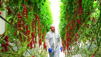 Israel ứng dụng nông nghiệp công nghệ cao trên vùng đất khô cằn
