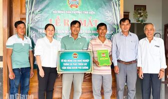 Nông dân phường Tịnh Biên liên kết trồng hơn 34ha tầm vông